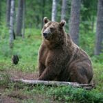 Opposition aux nouvelles conditions d’effarouchement des ours dans les Pyrénées