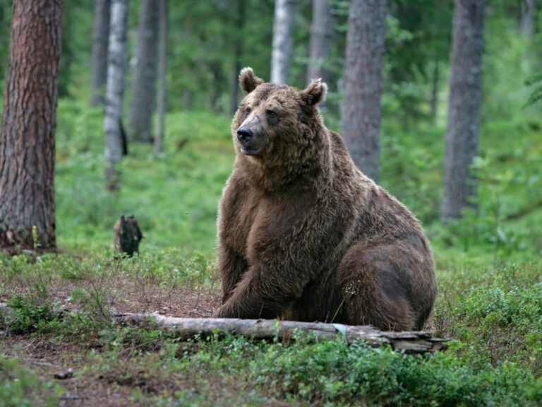 Opposition aux nouvelles conditions d’effarouchement des ours dans les Pyrénées