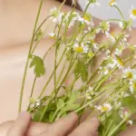 Camomille : étude révèle ses bienfaits pour la peau et les cheveux en dermatologie.