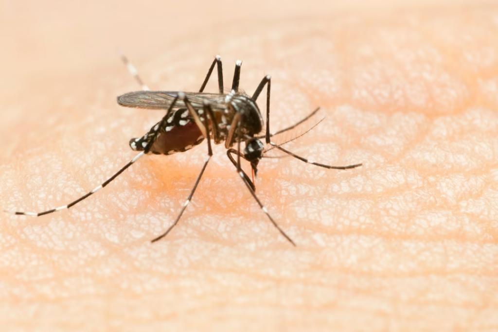 L’humanité envisage des solutions scientifiques pour éradiquer les moustiques.