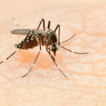 L&rsquo;humanité envisage des solutions scientifiques pour éradiquer les moustiques.