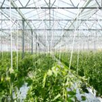 Déréglementation des OGM : des justifications scientifiques remises en question par des experts.