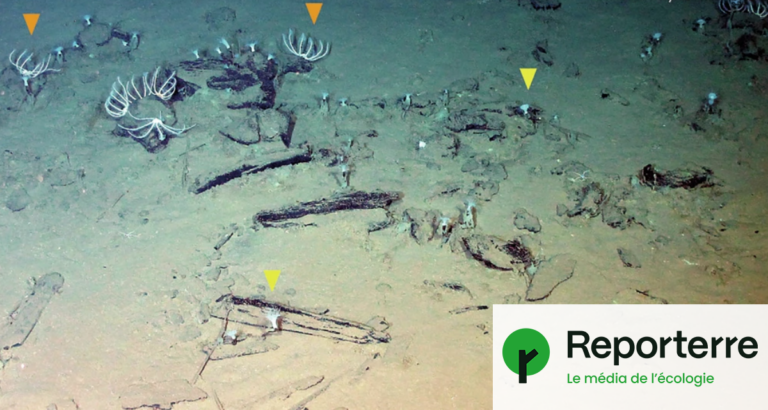 Découverte d’un cimetière de baleines à 7 000 m sous la mer, une première mondiale.