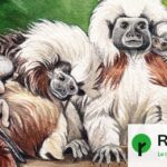 Les animaux domestiques préfèrent les hommes déconstruits, selon une étude comportementale.