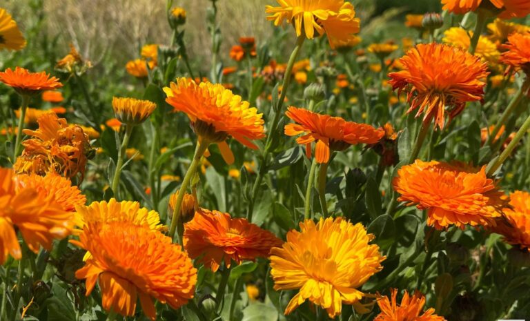 Les jardiniers français privilégient une fleur qui attire les abeilles et embellit les potagers.