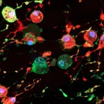 Des scientifiques découvrent des « empreintes de mort » pouvant favoriser la propagation des virus.