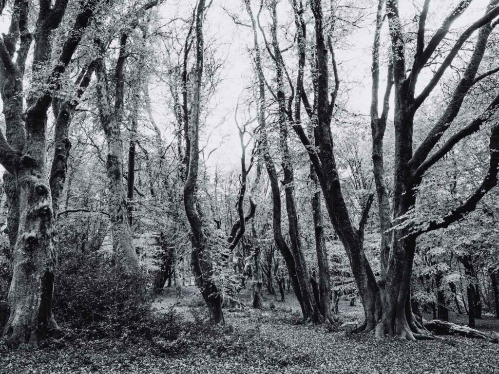 Hommage à Lulu du Morvan, défenseuse des forêts en France, pour son engagement durable.