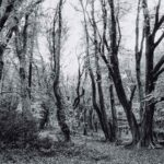 Hommage à Lulu du Morvan, défenseuse des forêts en France, pour son engagement durable.
