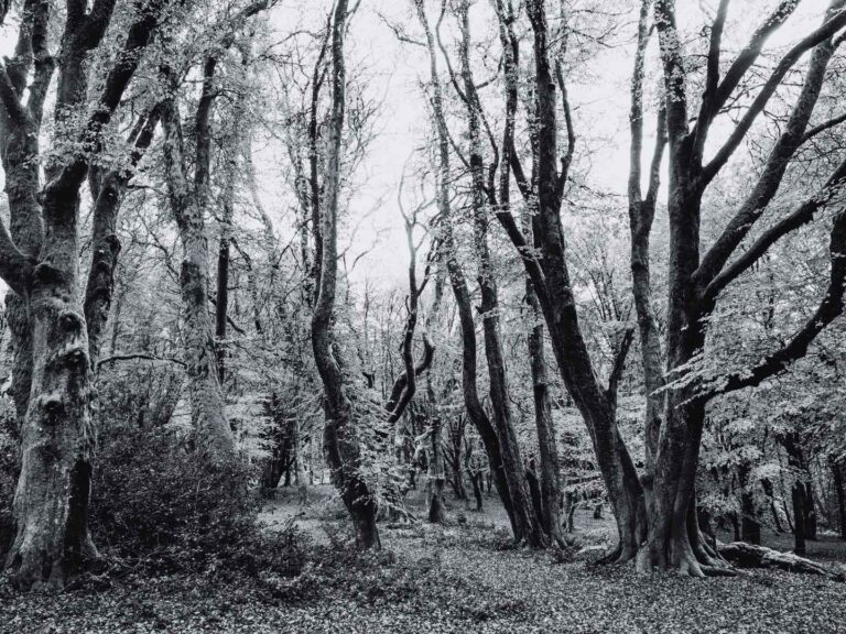 Hommage à Lulu du Morvan, défenseuse des forêts en France, pour son engagement durable.