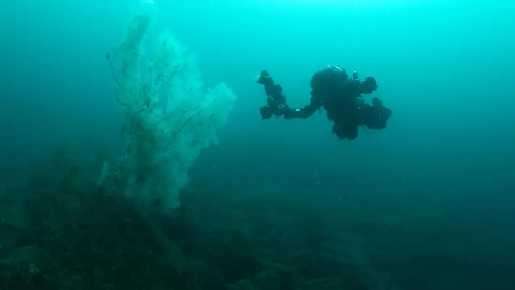 Des scientifiques néo-zélandais découvrent un corail noir vieux de 400 ans.