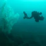 Des scientifiques néo-zélandais découvrent un corail noir vieux de 400 ans.
