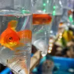 Des poissons rouges envahissent les écosystèmes aquatiques et perturbent la biodiversité.