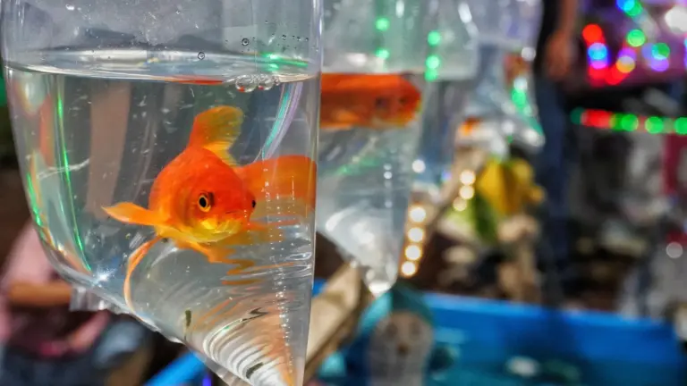 Des poissons rouges envahissent les écosystèmes aquatiques et perturbent la biodiversité.