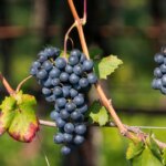 Des grains de raisins envoyés dans l&rsquo;espace pour un vin inédit aux arômes spatiaux