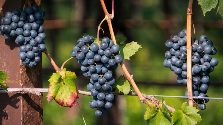 Des grains de raisins envoyés dans l’espace pour un vin inédit aux arômes spatiaux