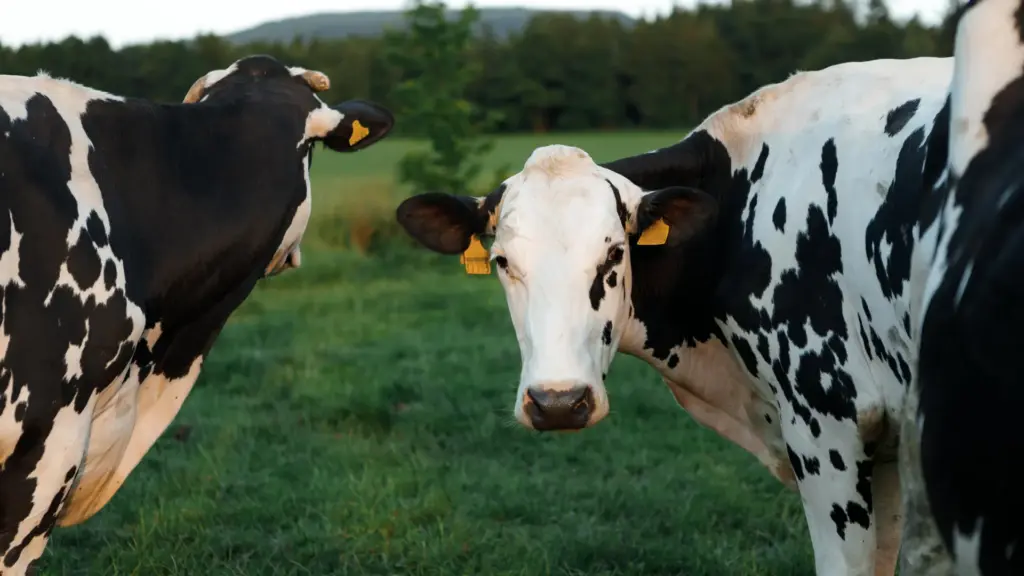Des scientifiques découvrent comment le virus H5N1 de la grippe aviaire se cache dans les vaches laitières.