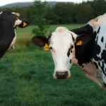 Des scientifiques découvrent comment le virus H5N1 de la grippe aviaire se cache dans les vaches laitières.