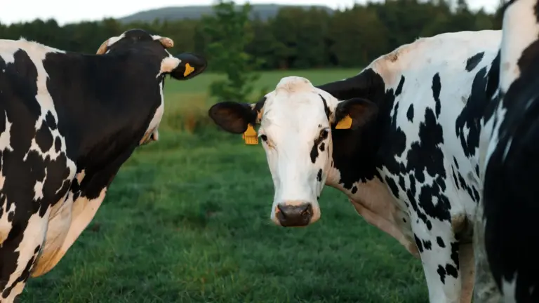 Des scientifiques découvrent comment le virus H5N1 de la grippe aviaire se cache dans les vaches laitières.