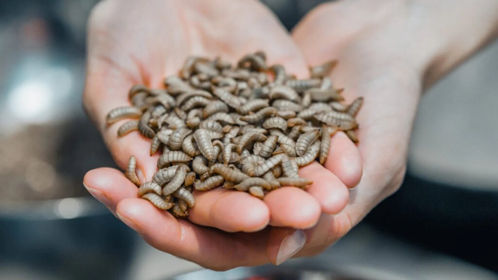La startup française d’élevage d’insectes propose une nouvelle recette pour l’alimentation durable.