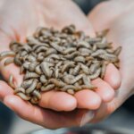 La startup française d&rsquo;élevage d&rsquo;insectes propose une nouvelle recette pour l&rsquo;alimentation durable.