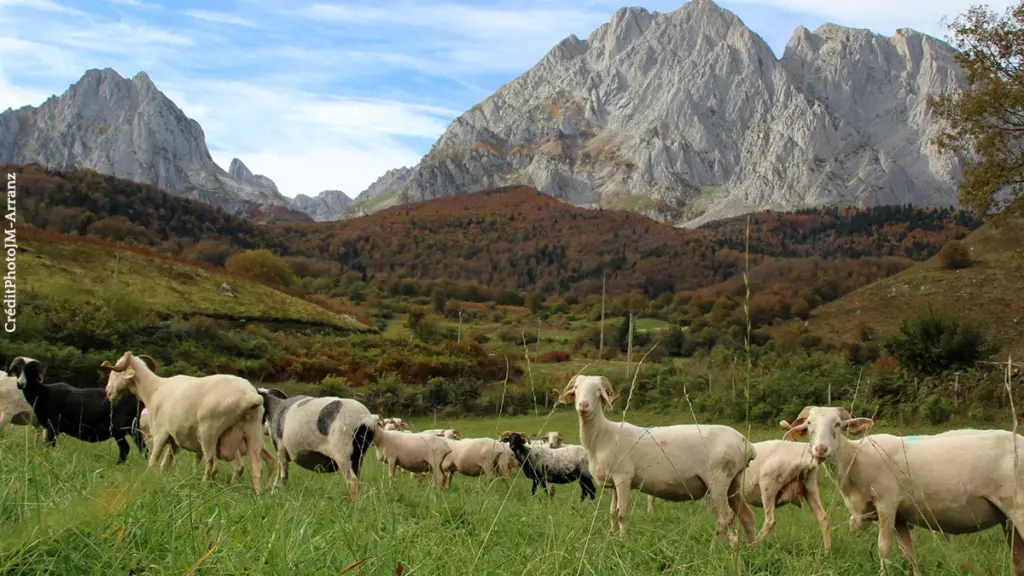 La filière brebis des Pyrénées-Atlantiques utilise les réseaux sociaux pour attirer les jeunes.