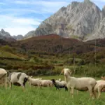 La filière brebis des Pyrénées-Atlantiques utilise les réseaux sociaux pour attirer les jeunes.