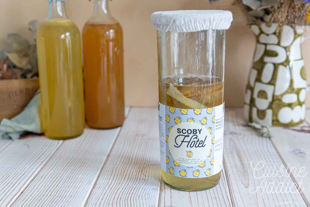 Création d’une mère de kombucha (SCOBY) : méthode simple et rapide à suivre.