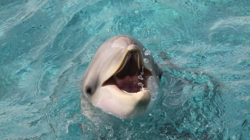 Transfert des orques et dauphins de Marineland vers l’Espagne : tensions croissantes entre autorités.