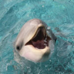 Transfert des orques et dauphins de Marineland vers l&rsquo;Espagne : tensions croissantes entre autorités.