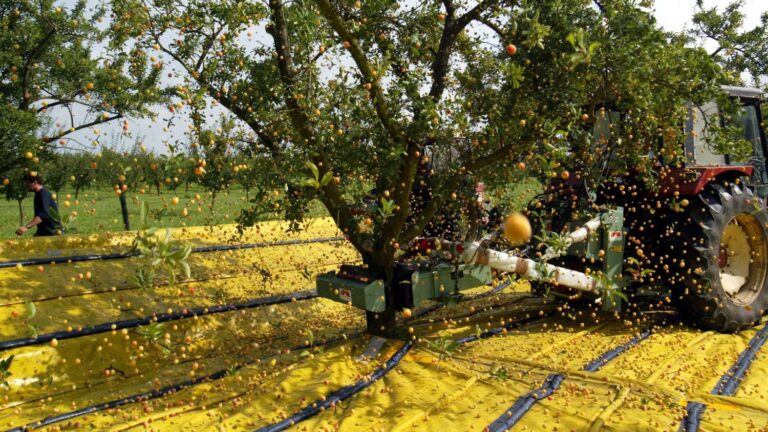 Canicule : les mirabelles de Lorraine résistent grâce aux vergers extensifs en sols argileux