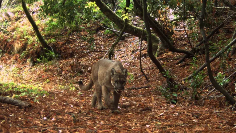 Les pumas modifient l’écosystème d’une réserve naturelle en Californie.