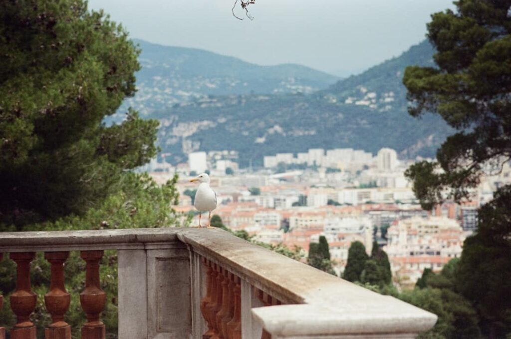 Terrasses méditerranéennes : Nice intègre un jardin suspendu dans son paysage urbain.