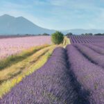Road trip en Provence : cinq jours entre Verdon, lavandes et villages près de Nice
