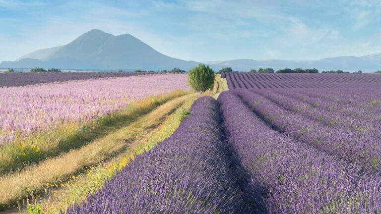 Road trip en Provence : cinq jours entre Verdon, lavandes et villages près de Nice