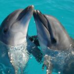 Les femelles dauphins partagent une liste de mâles à éviter pour leur progéniture.