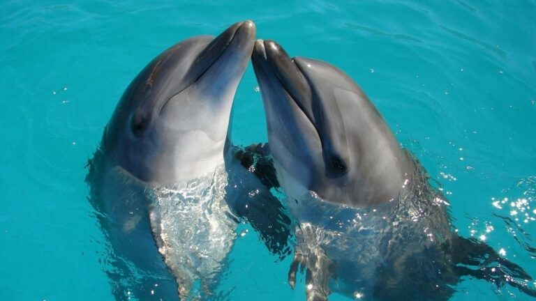 Les femelles dauphins partagent une liste de mâles à éviter pour leur progéniture.