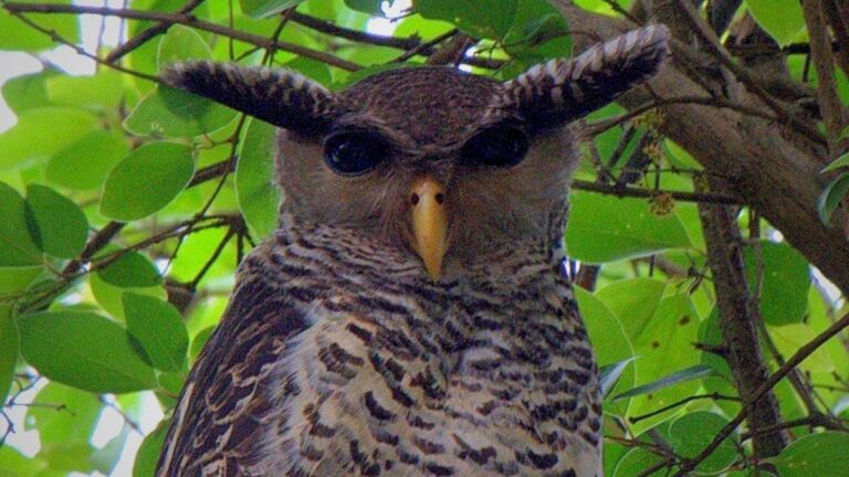 Un hibou identifié comme l’un des monstres redoutés du Sri Lanka.