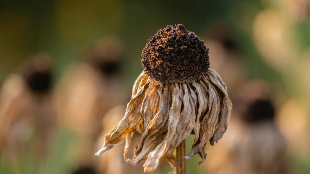 Des chercheurs estiment que toutes les plantes sur Terre pourraient disparaître un jour.