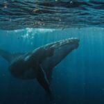 Une baleine parcourt 7.000 km, un comportement inhabituel pour l&rsquo;espèce.