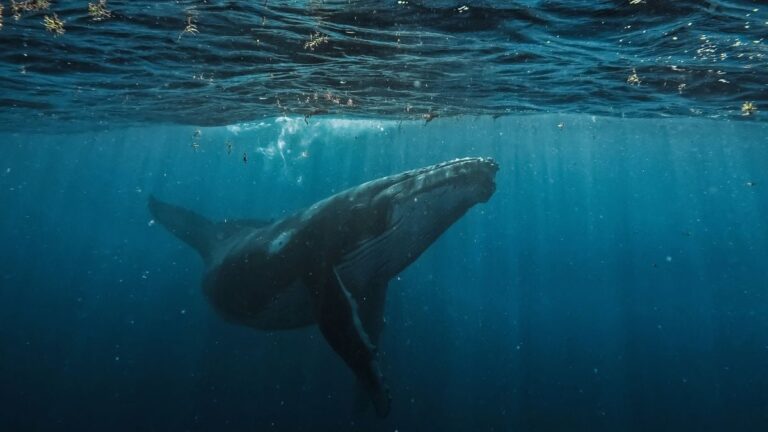 Une baleine parcourt 7.000 km, un comportement inhabituel pour l’espèce.