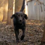 Le refuge Aspa de Manosque sollicite des dons pour nourrir ses chiens.