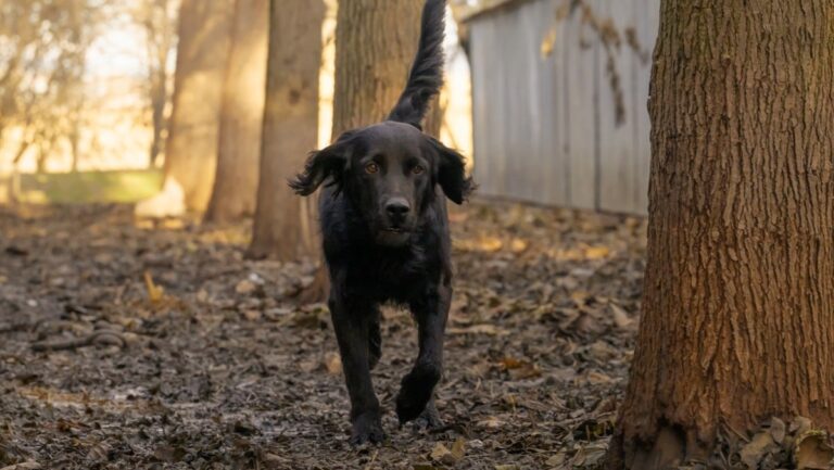 Le refuge Aspa de Manosque sollicite des dons pour nourrir ses chiens.
