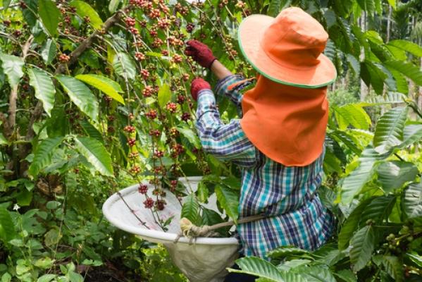 « Du poison dans votre café » : ce que révèle vraiment le rapport qui dérange l'industrie mondiale du café