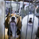 Salon-de-Provence : Annulation du salon du chiot et du chaton par arrêté préfectoral