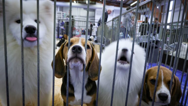 Salon-de-Provence : Annulation du salon du chiot et du chaton par arrêté préfectoral