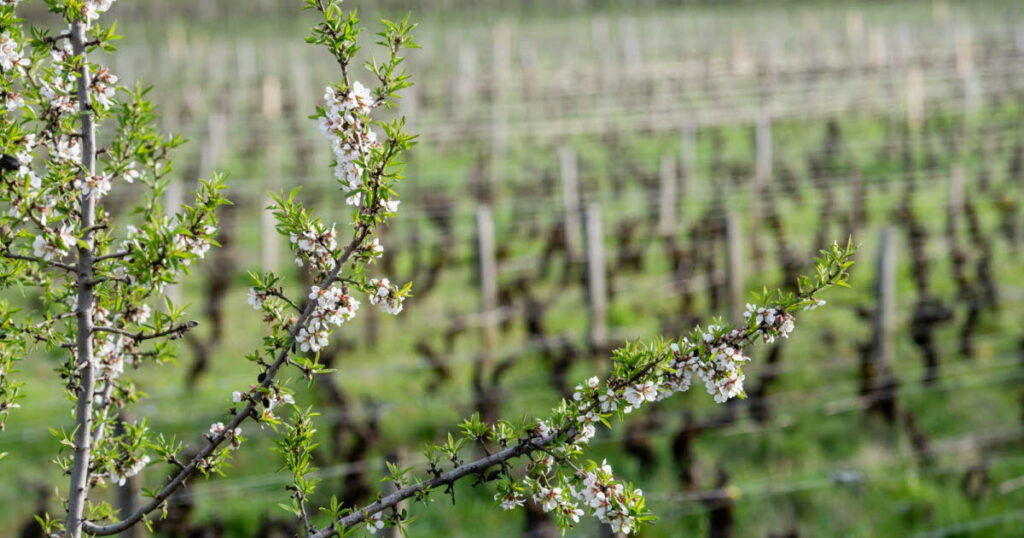 Beaune : Les viticulteurs expliquent les traitements phytosanitaires des vignes.