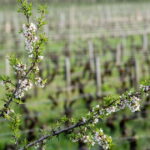 Beaune : Les viticulteurs expliquent les traitements phytosanitaires des vignes.