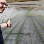 La culture des piments forts en Alsace progresse grâce à l&rsquo;engouement pour les sauces piquantes.