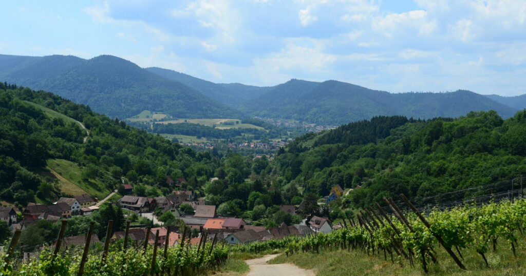 Vignoble en Alsace : nouvelles initiatives sur les pentes du massif vosgien.