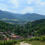 Vignoble en Alsace : nouvelles initiatives sur les pentes du massif vosgien.